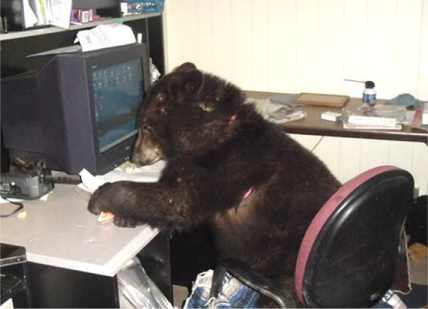 bear-computer