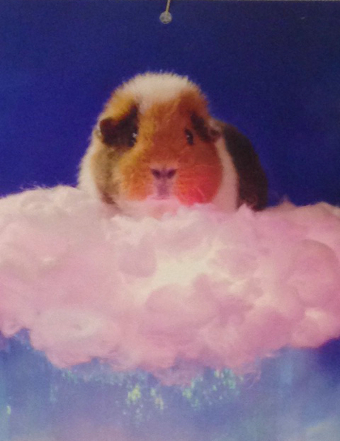 A 2016 calendar featuring the world’s most photogenic guinea pig, Fuzzberta!